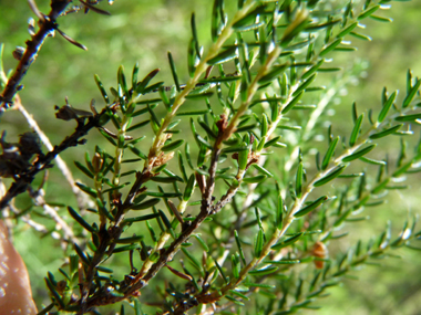 Feuilles et aiguilles de 5 mm groupées par 3 ou 4 et possédant 2 sillons sur leur face inférieure et présentes sur des tiges dressées et ramifiées. Agrandir dans une nouvelle fenêtre (ou onglet)